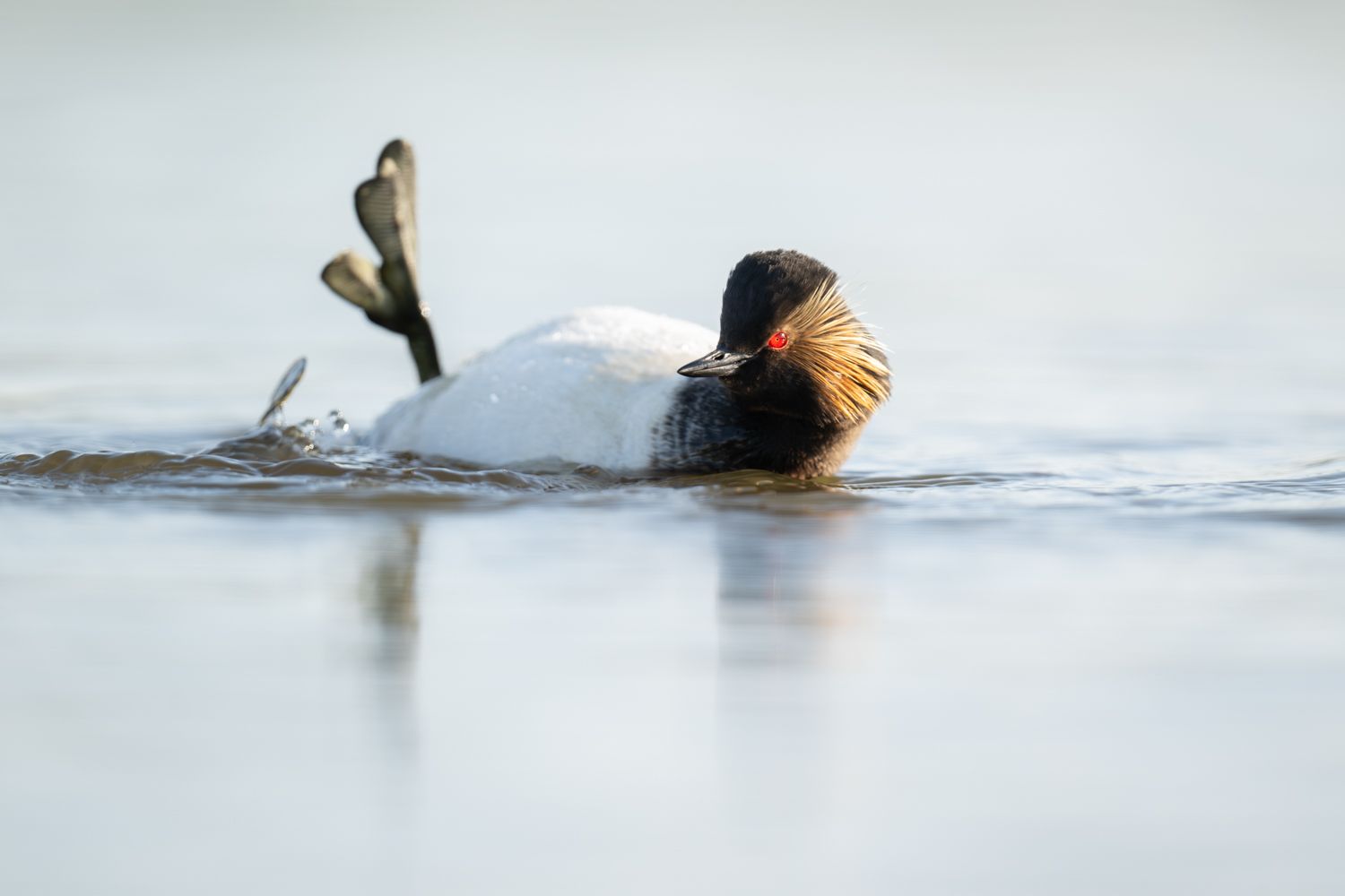 France  - Geoorde fuut, Grebe a cou noir