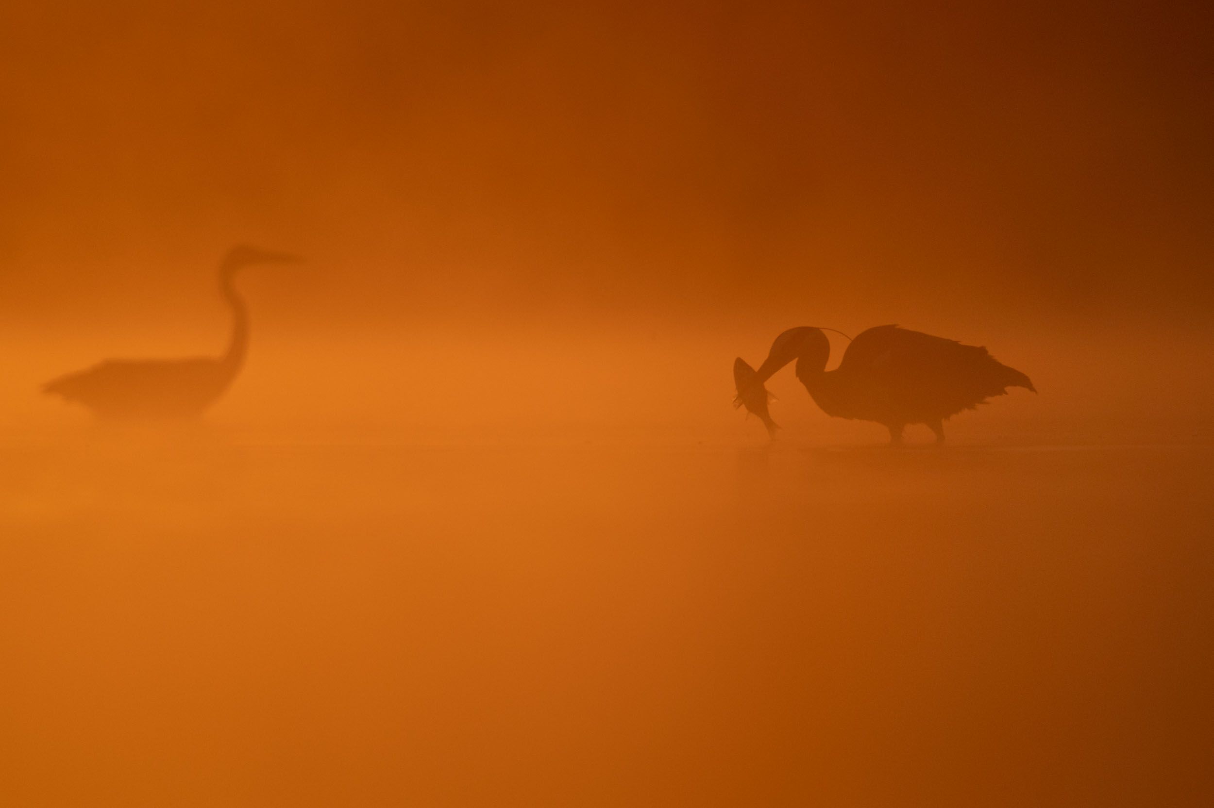 France  - Dombes ,France