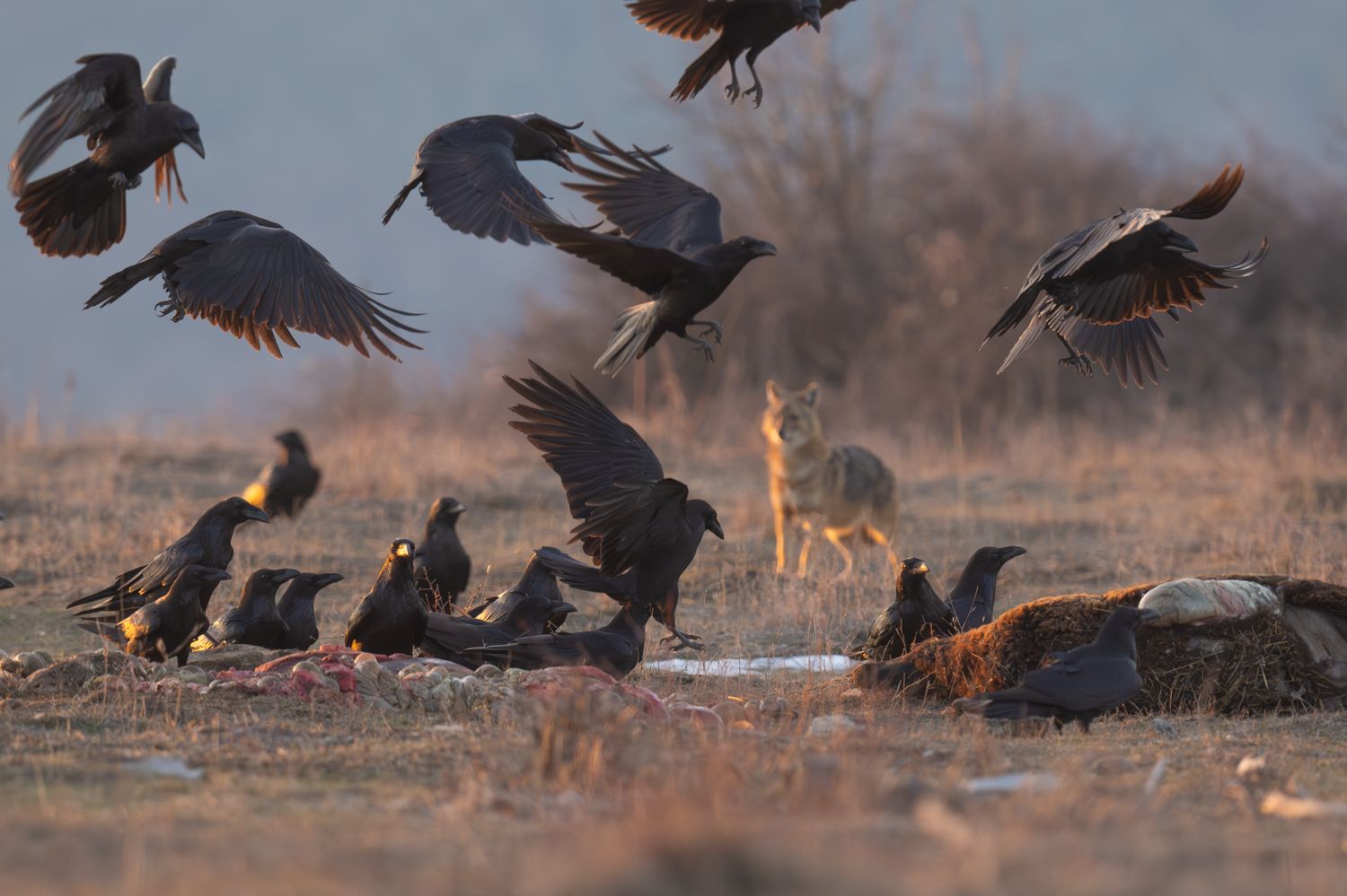 Bulgaria  - Raven en jakhals in ochtendlicht