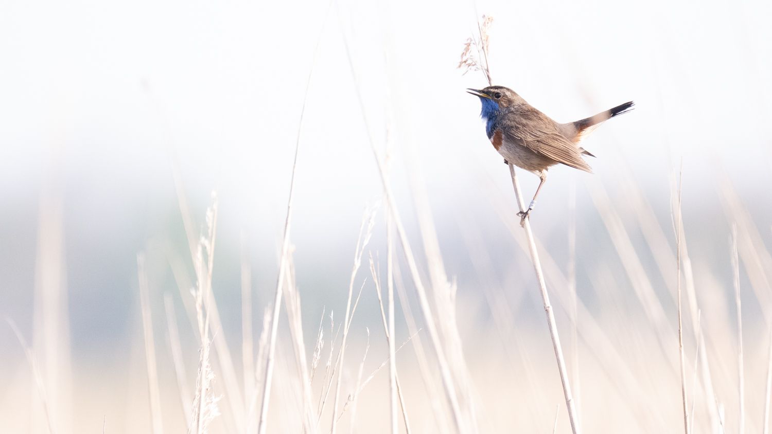 France  - blauwborst